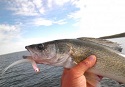 Native Walleye Stocked into Kentucky River