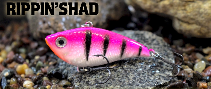 Enhanced Color Palette For Renowned Rippen' Shad