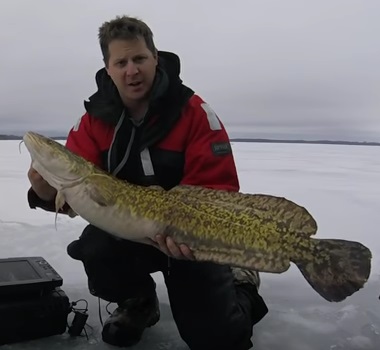Ice Fishing Burbot  Strategies for Freshwater Ling Cod