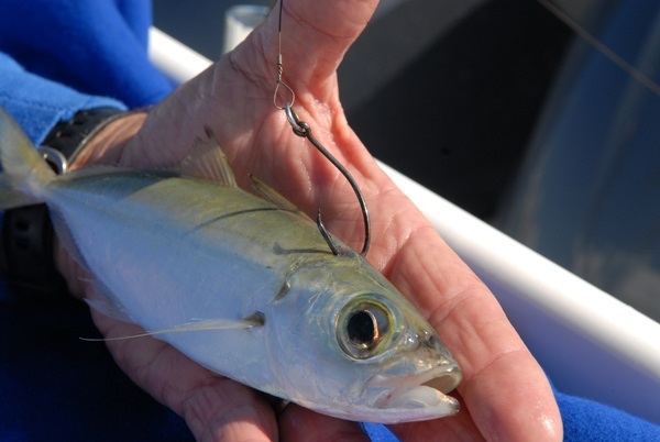 Top Techniques for Live-Bait Sailfish Fishing