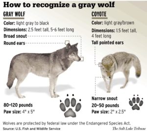 ASK RMEF - How to Tell a Wolf vs a Coyote | OutDoors Unlimited Media ...