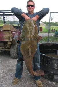 flooded farmland catfish flathead