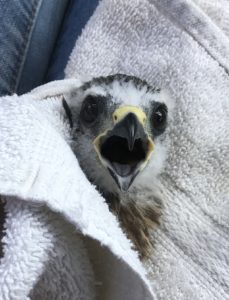 mississippi kite behavior