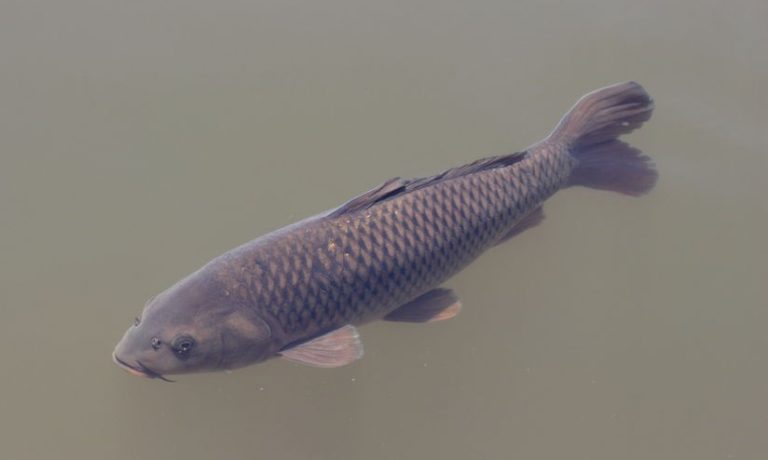 Culling millions of pounds of Asian carp | OutDoors Unlimited Media and ...