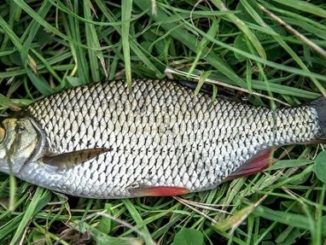 A Small Pond - A New Dawn (The American Carp Society)