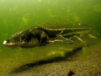 NOAA Final Plan for Recovering Green Sturgeon