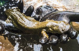 Eastern hellbender named Pennsylvania state amphibian | OutDoors